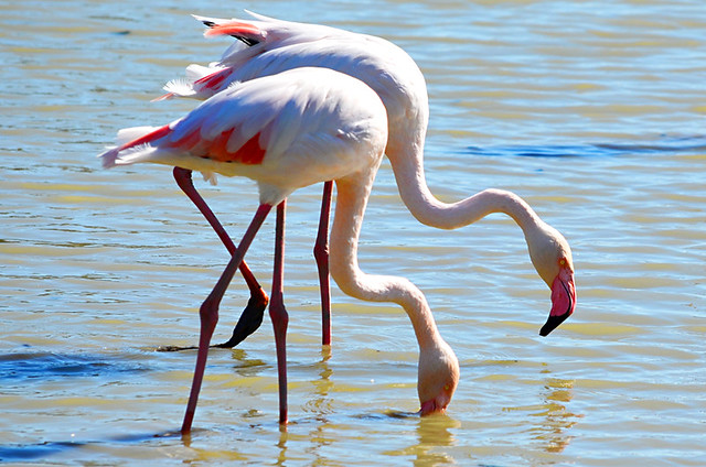 Two Flamingoes, Ornithological Park, Saintes Maries de la Mer, Camargue, France