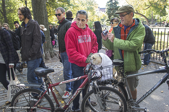 Halloween Dog Costume_ET Man and Bike_Meli the French Bulldog