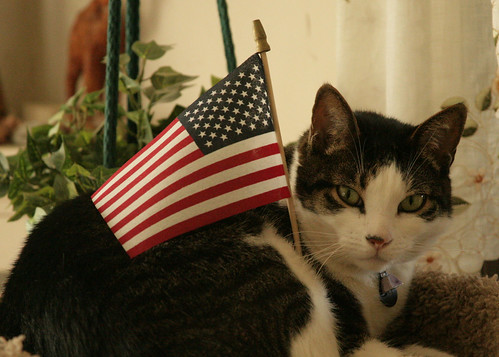 All American Cat