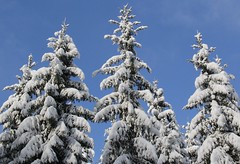 Conifers. - Spruces, firs. - Snow. (2)