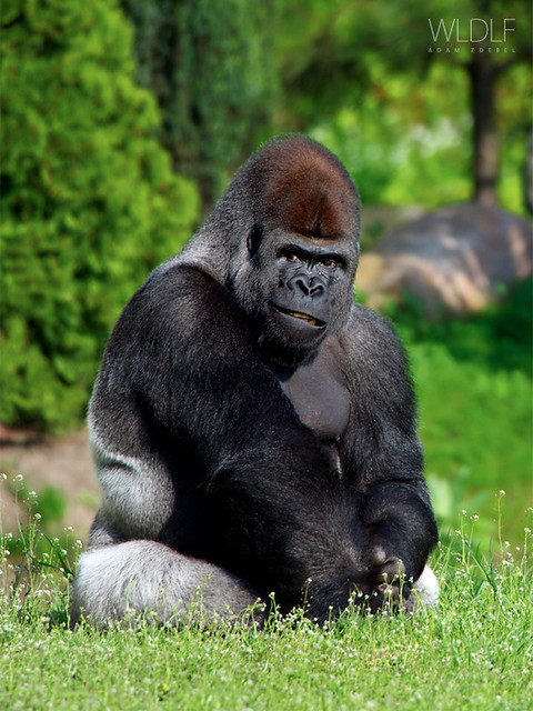 Gorilla seating on the grass