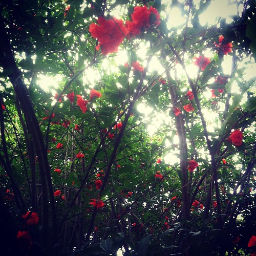 Pomegranate trees just send me...