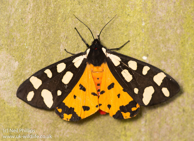 Cream spot tiger moth Epicallia villica-6