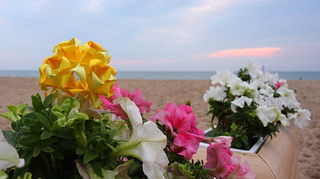 Little Roses on the beach :)