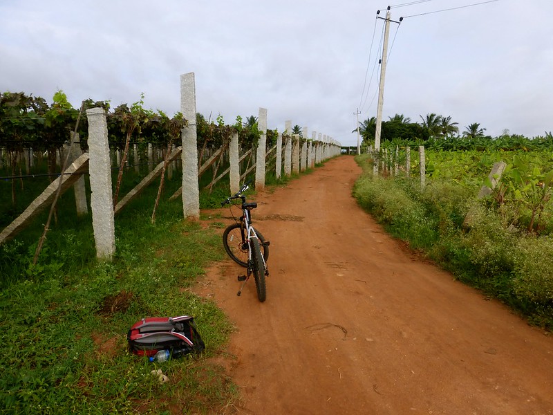 Cycling to Nandi Hills - Orchards of grapes and banana