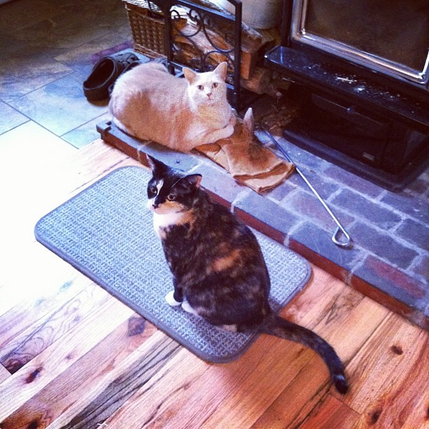 The cats are getting used to the farmhouse, I think. @oliviaebradstreet's photo is better.