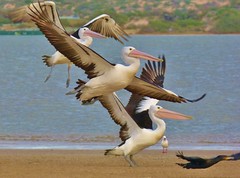 Pelicans and Kookaburras
