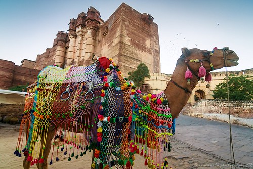 Colors, Camel and Grandeur ...
