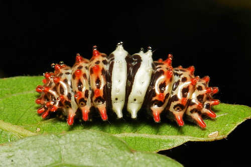 Chalcosiine Day-flying Moth Caterpillar (Chalcosiinae, Zygaenidae)