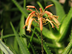 Aloaceae アロエ科
