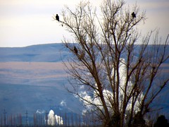 Winter Birds at McNary