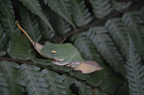 台北樹蛙（攝影：黃淑玲）