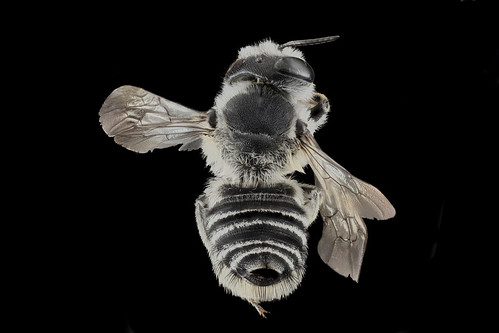 Megachile texana, F, Back, MD, Baltimore_2013-06-25.17.54.37 ZS PMax