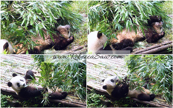 Chengdu - Panda Breeding Farm-024