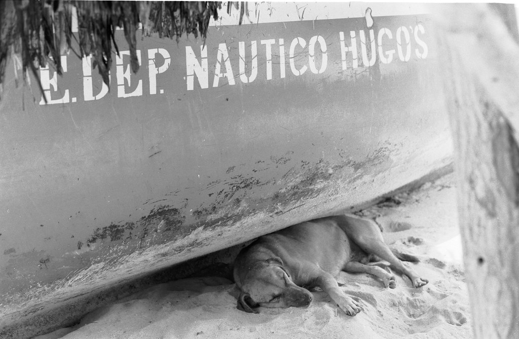 dog laying under boat sleeping playa blanca.jpg