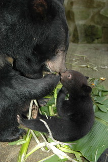 台灣黑熊母子，圖片由黃美秀提供。