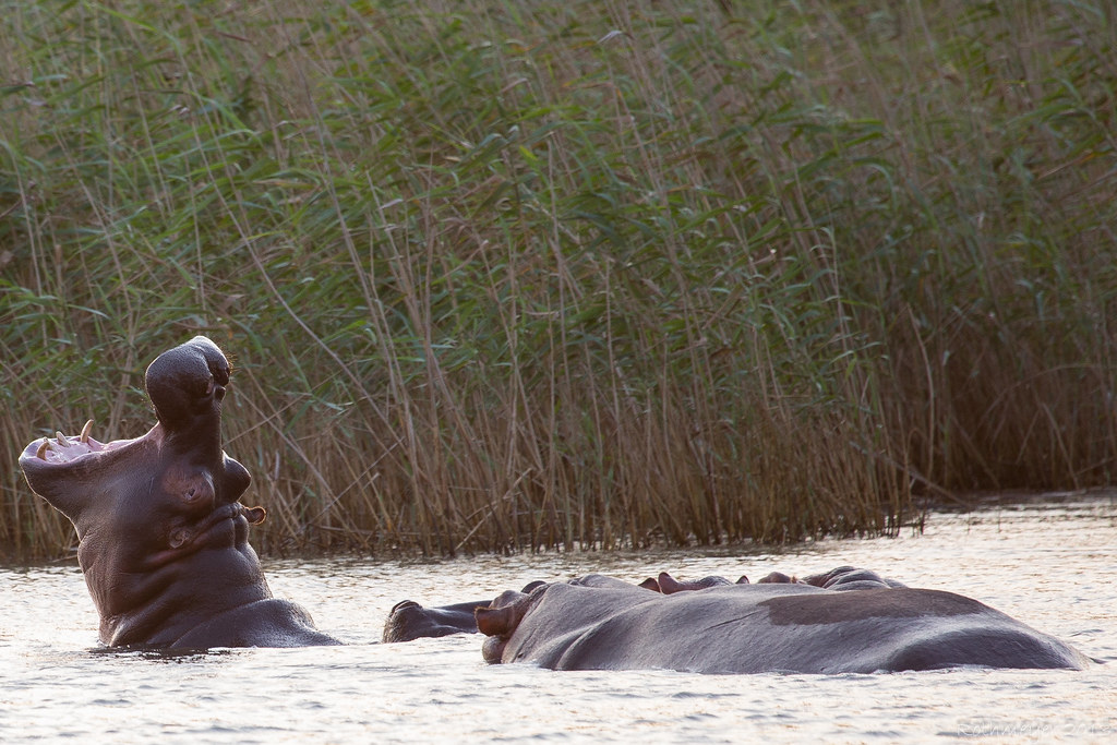 Hippos at St. Lucia bay South Africa