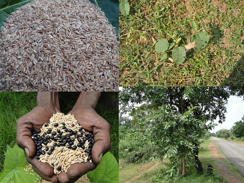 Potential Medicinal Rice Formulations for Cancer and Diabetes Complications and Revitalization of Pancreas (TH Group-130 special) from Pankaj Oudhia’s Medicinal Plant Database by Pankaj Oudhia