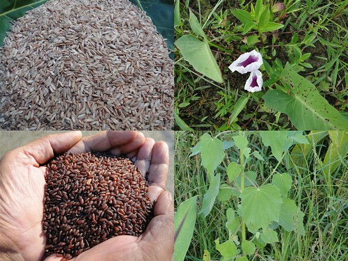 Validated and Promising Medicinal Rice Formulations for Diabetes (Madhumeha) and Cancer Complications and Revitalization of Kidney (TH Group-150) from Pankaj Oudhia’s Medicinal Plant Database by Pankaj Oudhia