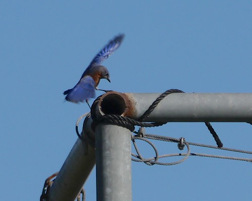 Eastern Bluebird (Male) - 2