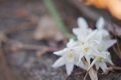 White Daffodils laying on the winter ground