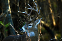 Whitetail Deer- Elk- Moose