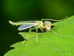 Non-biting Midges (Chironomidae)