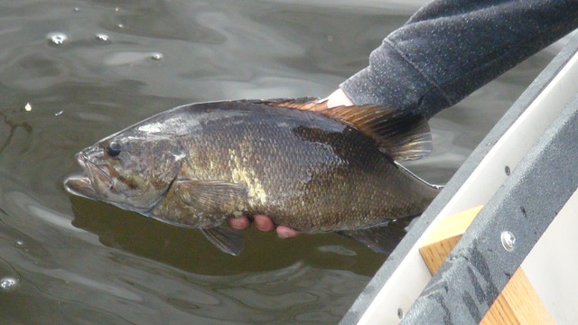 Thick Smallmouth from Maine river