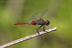 Florida Odonata