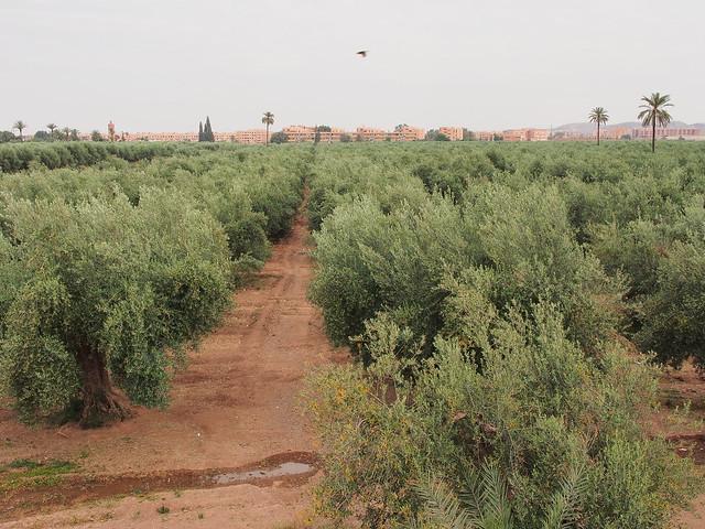 MENARA GARDEN - 橄欖樹