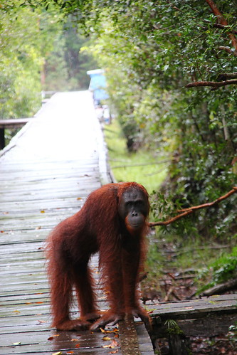 IMG_4151Orangután en semilibertad, Borneo