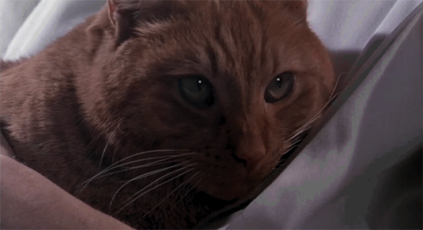 GIF your sassy animal - Parker the cat (Formerly known as Jones) by Rowan Peter