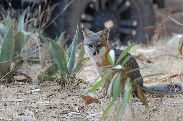 The Santa Catalina Island Fox