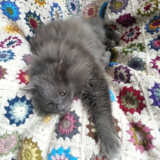 Busby in his crochet comfort zone #cat #crochet