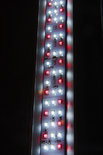 Red and White LED's in Planted + Aquarium Light