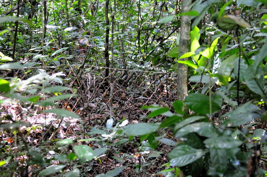13.- Viviendo la selva - Pigmeos y Gorilas, un paseo por la selva centroafricana (2)
