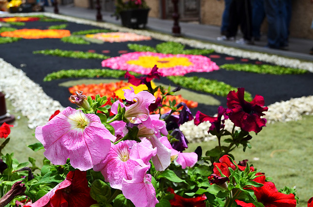 Flowers, Corpus Christi, Flower Carpets, La Orotava, Tenerife