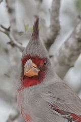 Cardinals-Pyrrhuloxia