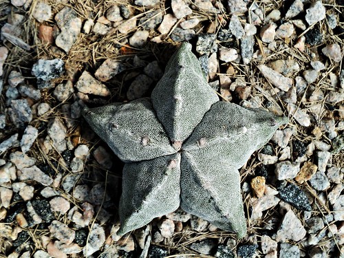Star cact (Astrophytum myriostigma) by evaldoheber