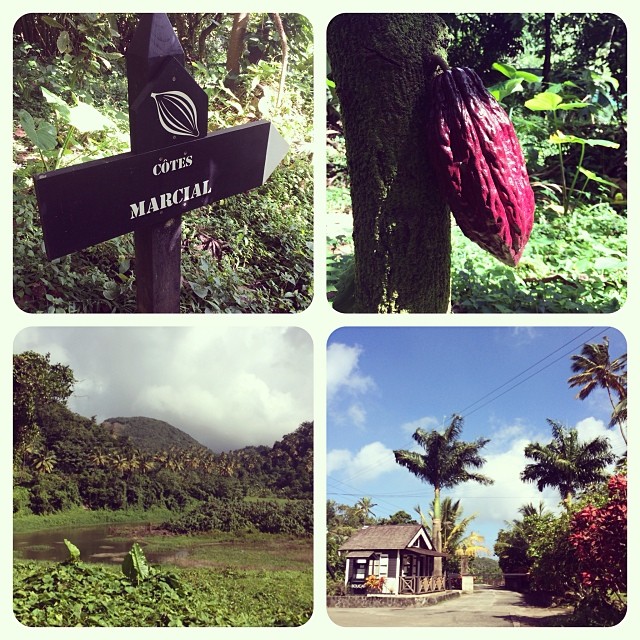 Hotel Chocolate cocoa fields in St Lucia