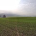Field in Auchenbleu