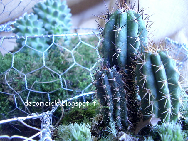 teiera e tazza cactus 6