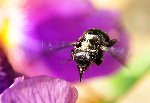 Bienen Holzbiene Anflug Blüte lila lilafarben