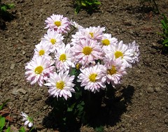 Florist's daisy (Chrysanthemum morifolium)