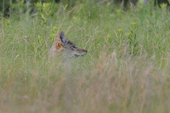 Coyote Profile-47022.jpg by Mully410 * Images