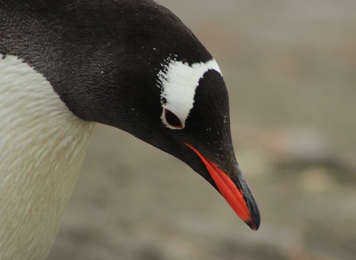 Gentoo Penguin by siaskel
