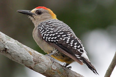 Woodpeckers-Kingfisher