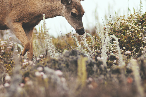 Bambi Sighting?