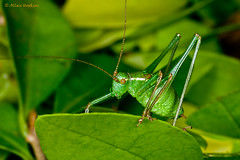 UK Orthoptera