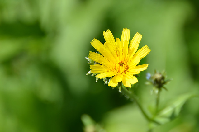 Flor amarilla en el campo